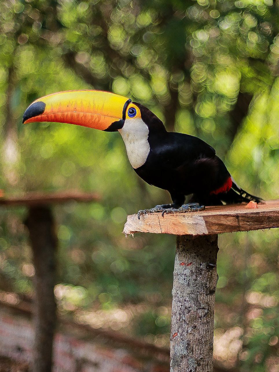 tucán